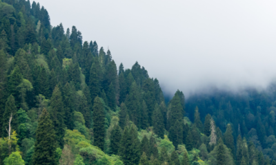 „Usunięcie drzew lub krzewów to&nbsp;niesamodzielna decyzja. Potrzebne jest pozwolenie i&nbsp;to&nbsp;nie&nbsp;zawsze&hellip;